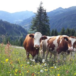 Kalbinnen auf der Loosbühelalmwiese