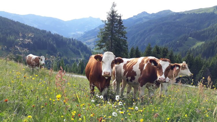 Kalbinnen auf der Loosbühelalmwiese