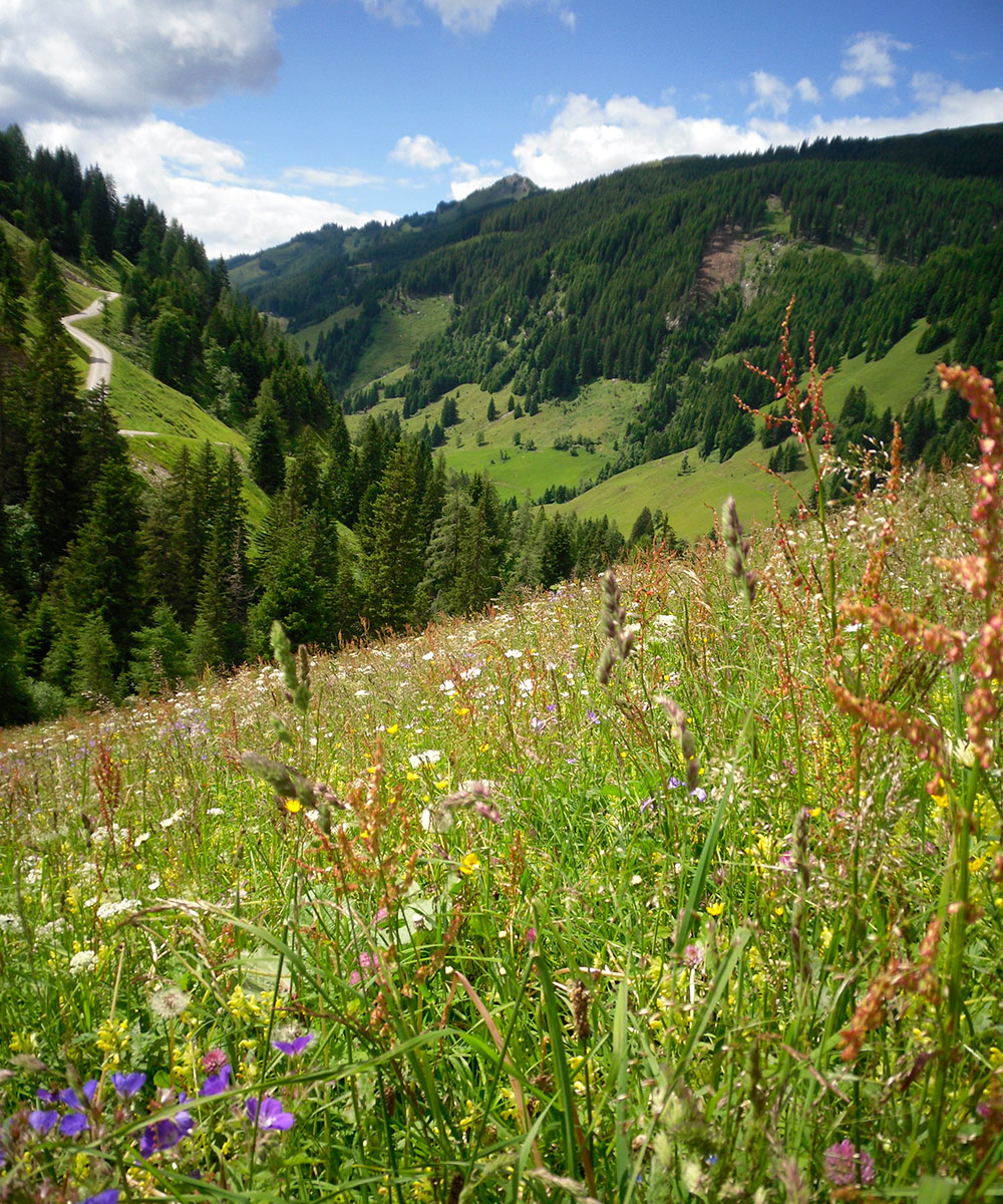 Ausflugsziel Loosbühelalm, Großarl, Frühlingsblumen