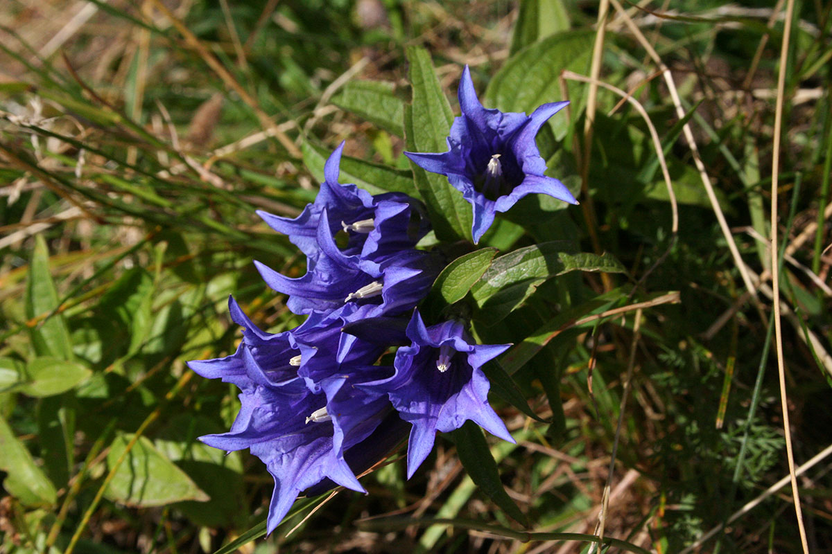 Ausflugsziel Loosbühelalm, Großarl, Frühlingsblumen