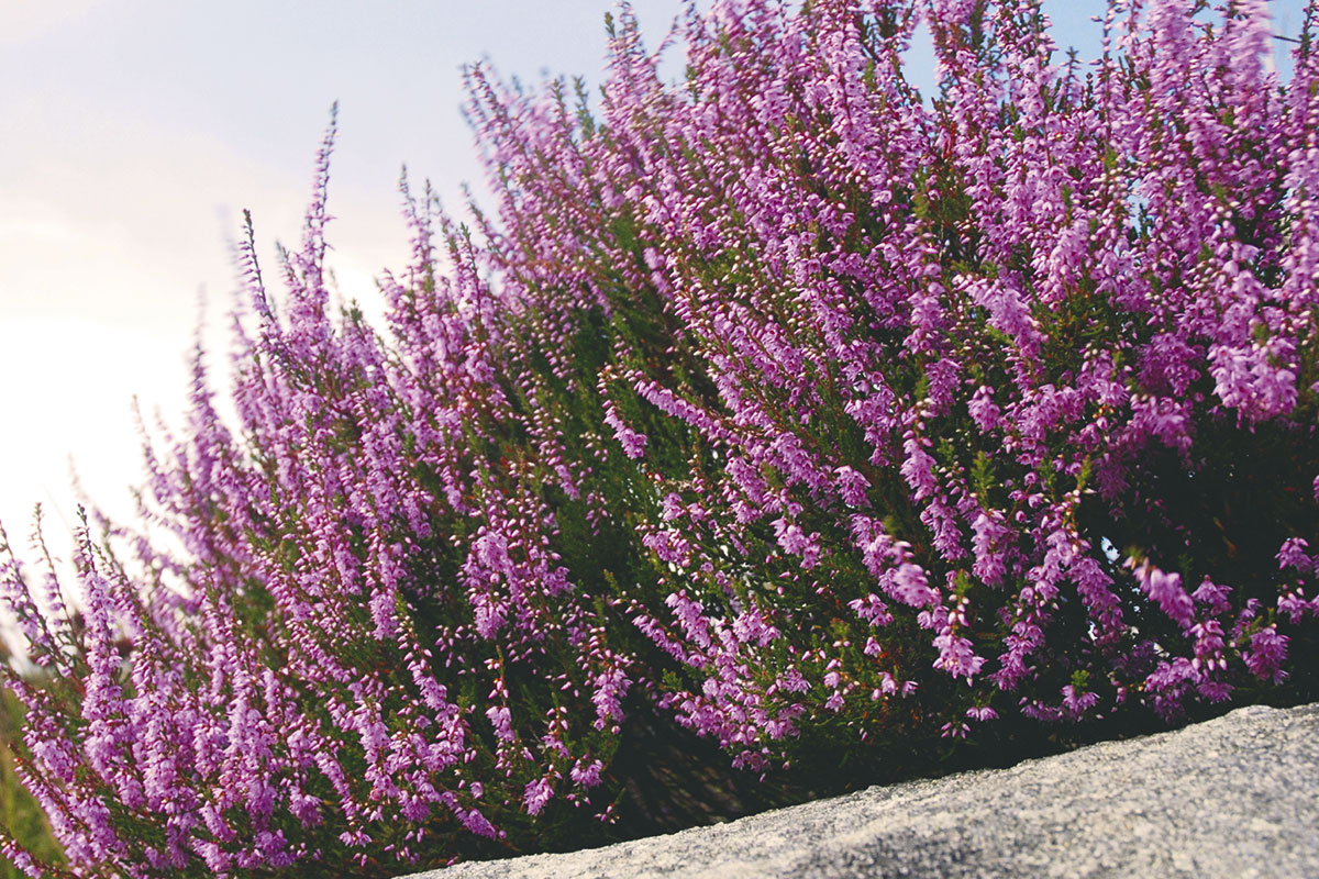 Ausflugsziel Loosbühelalm, Großarl, Frühlingsblumen