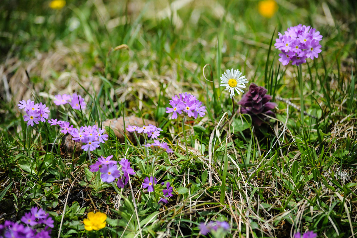 Ausflugsziel Loosbühelalm, Großarl, Frühlingsblumen