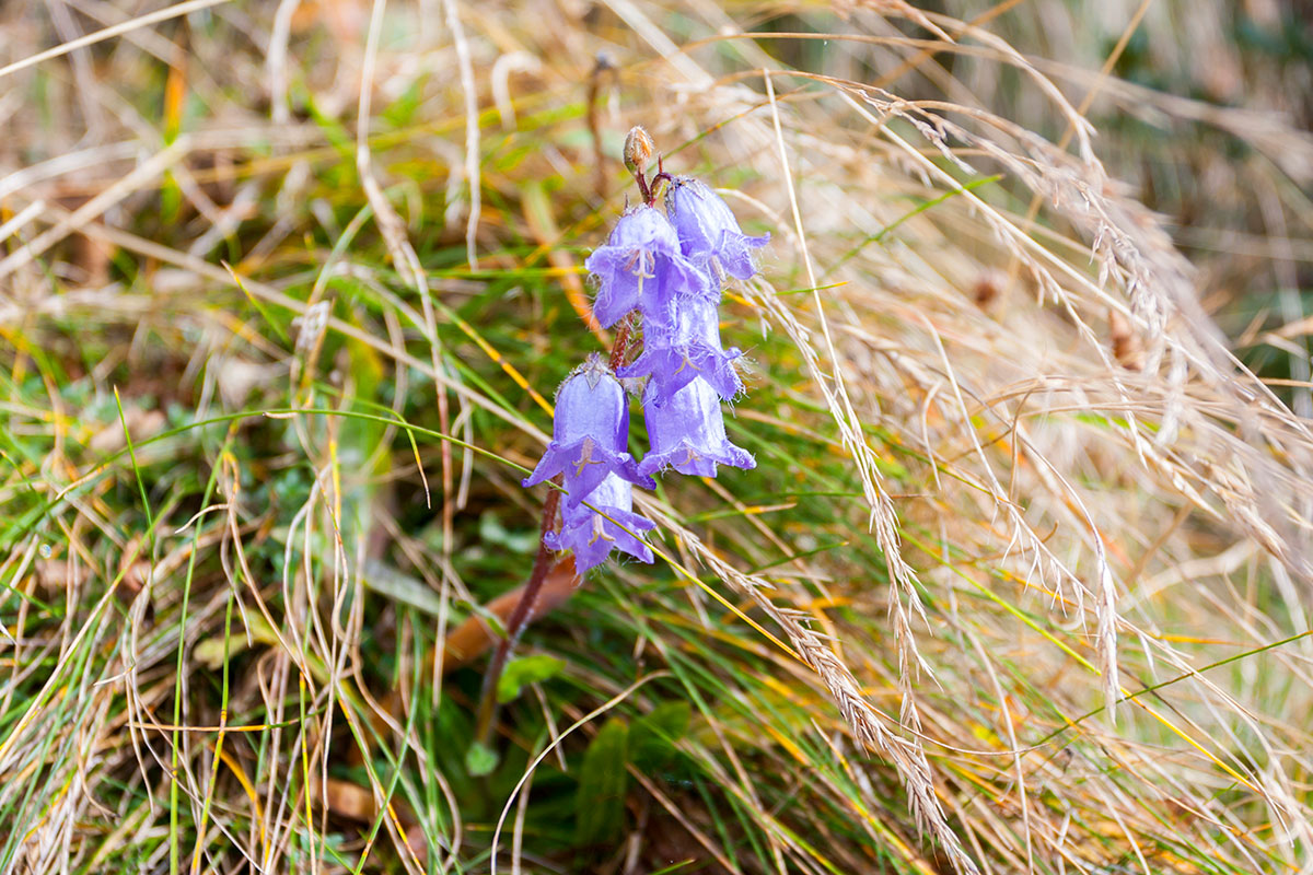 Ausflugsziel Loosbühelalm, Großarl, Frühlingsblumen